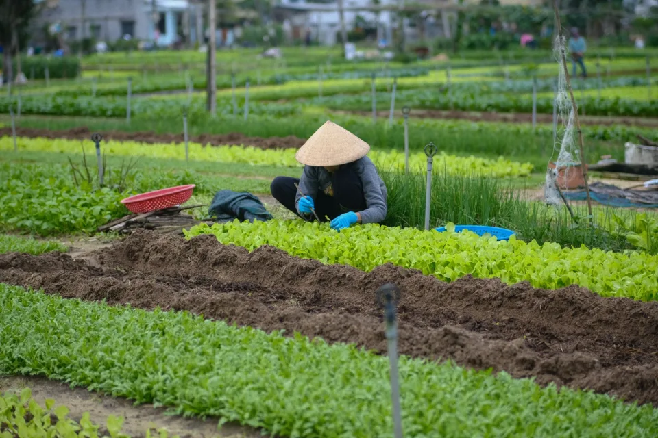 Loại bà con hay mua nhất